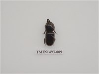 藏品(金龜科(三)及黑豔蟲科)的圖片